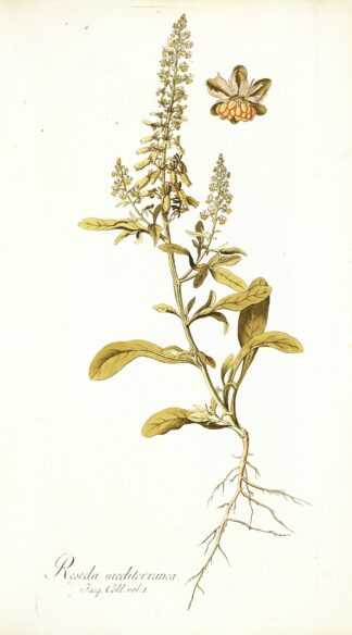 Reseda mediterranea by Nikolaus Joseph Freiherr von Jacquin