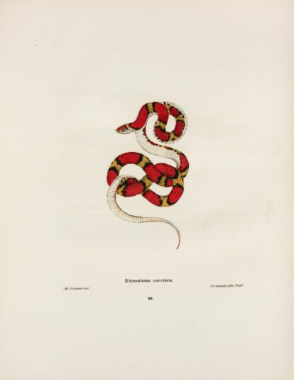 Rhinostoma coccinea. by John Edwards Holbrook