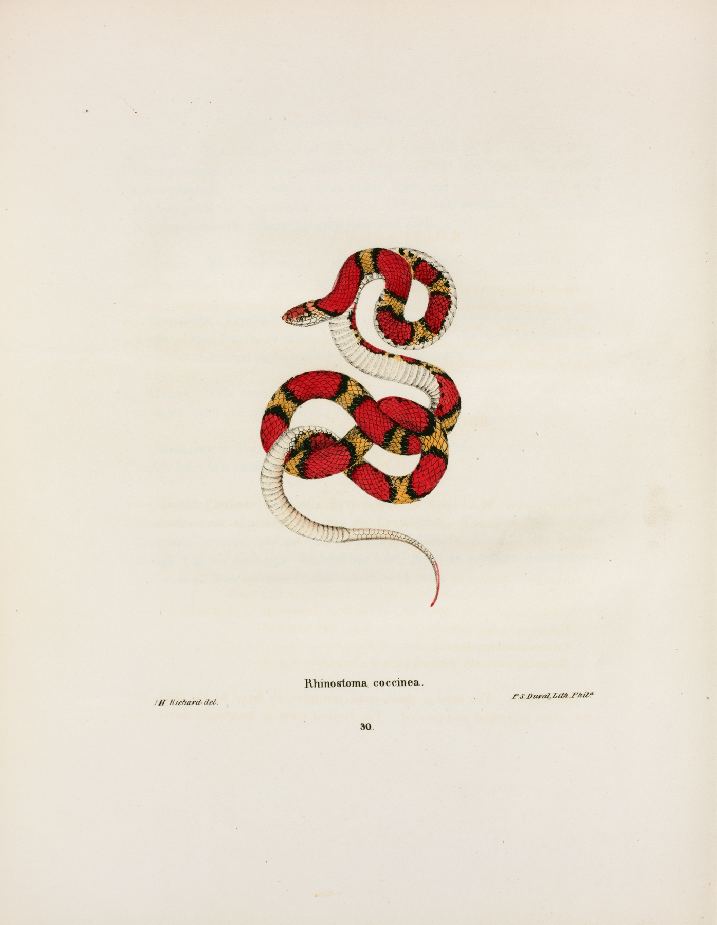 Rhinostoma coccinea. by John Edwards Holbrook