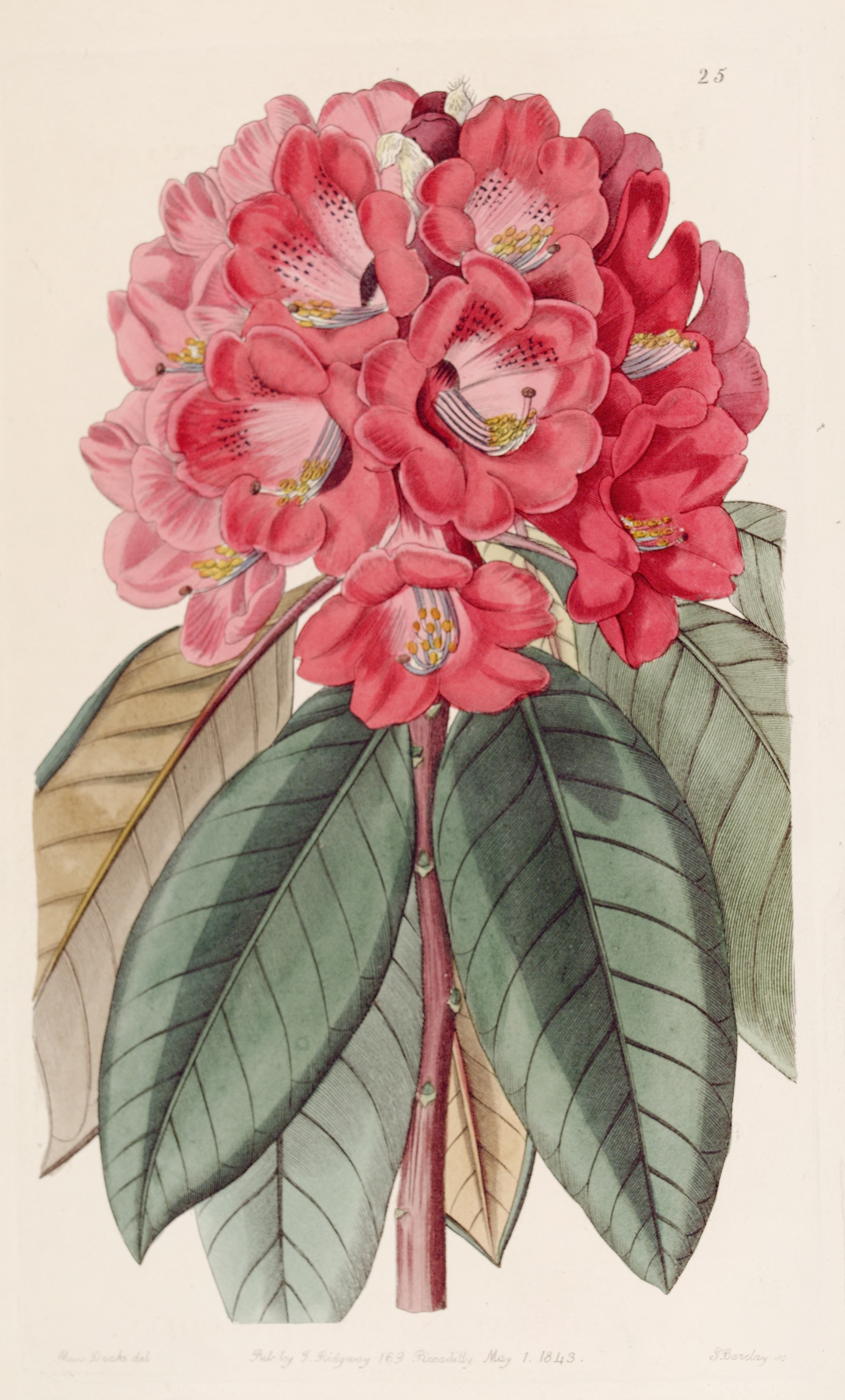 Rhododendron Rollissonii by Sydenham Edwards