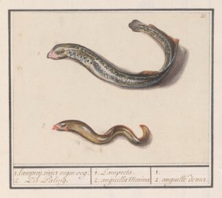 Rivierprik by Anselmus Boëtius de Boodt