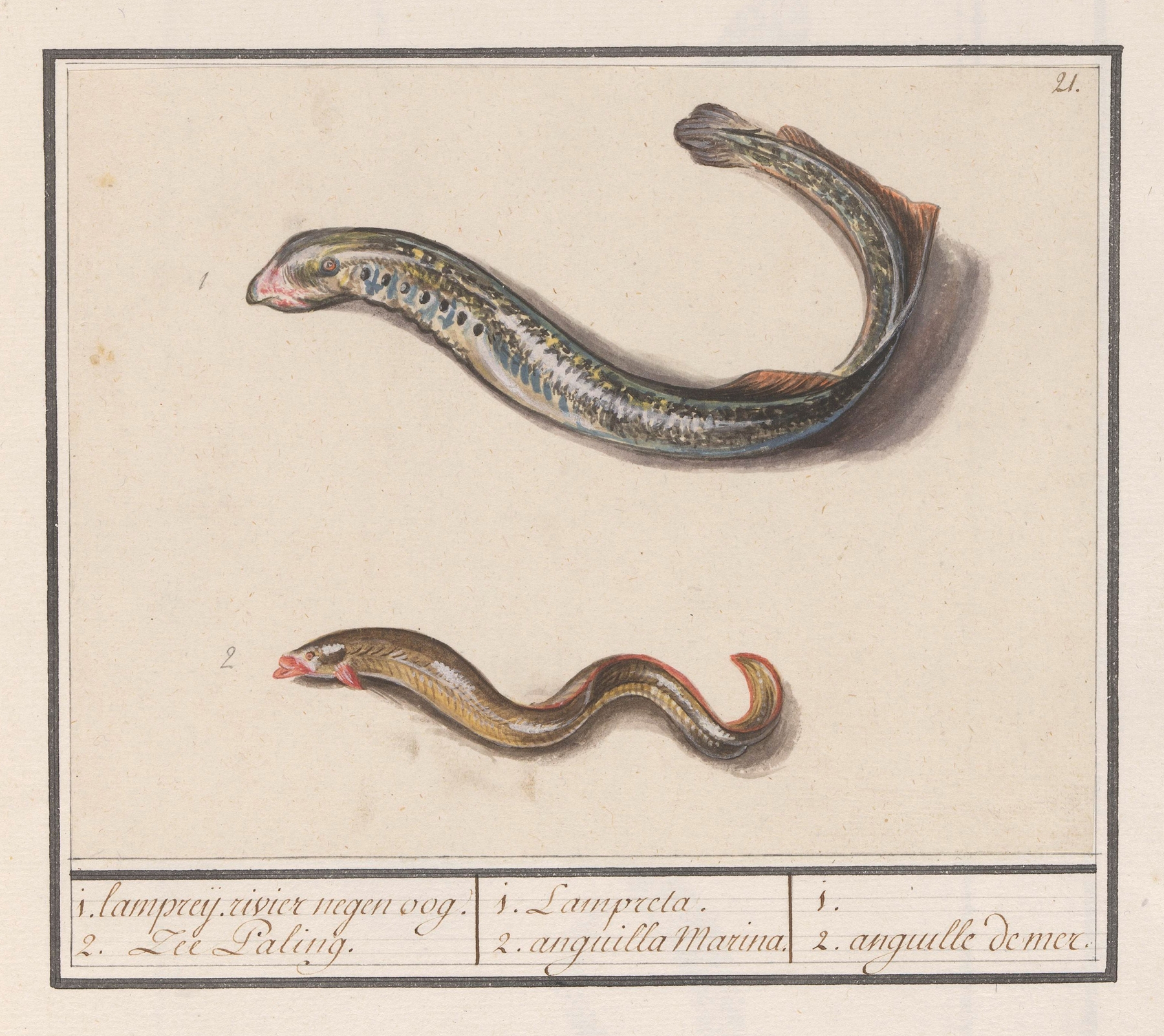 Rivierprik by Anselmus Boëtius de Boodt