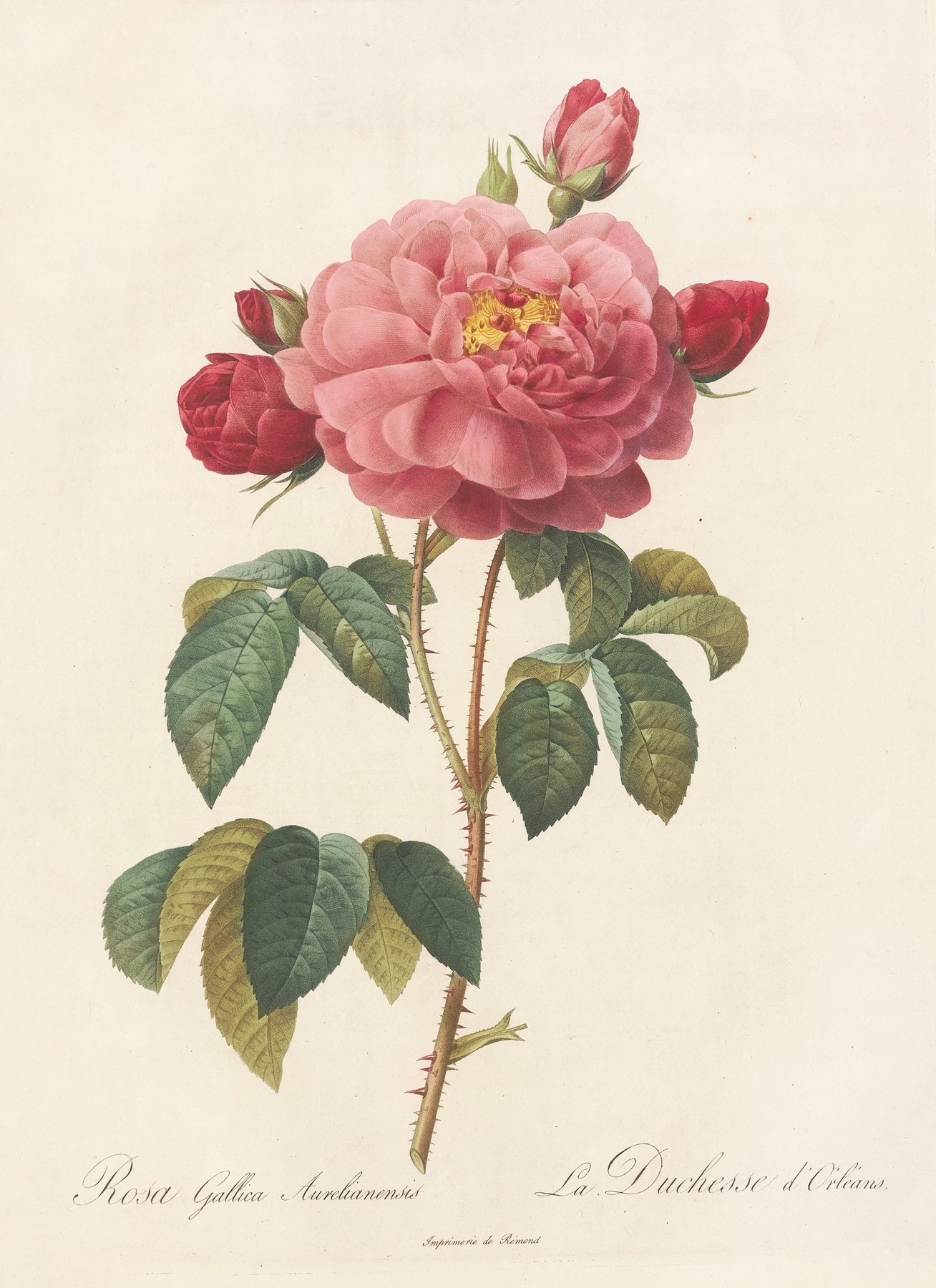 Rosa Gallica Aurelianensis by Pierre Joseph Redouté