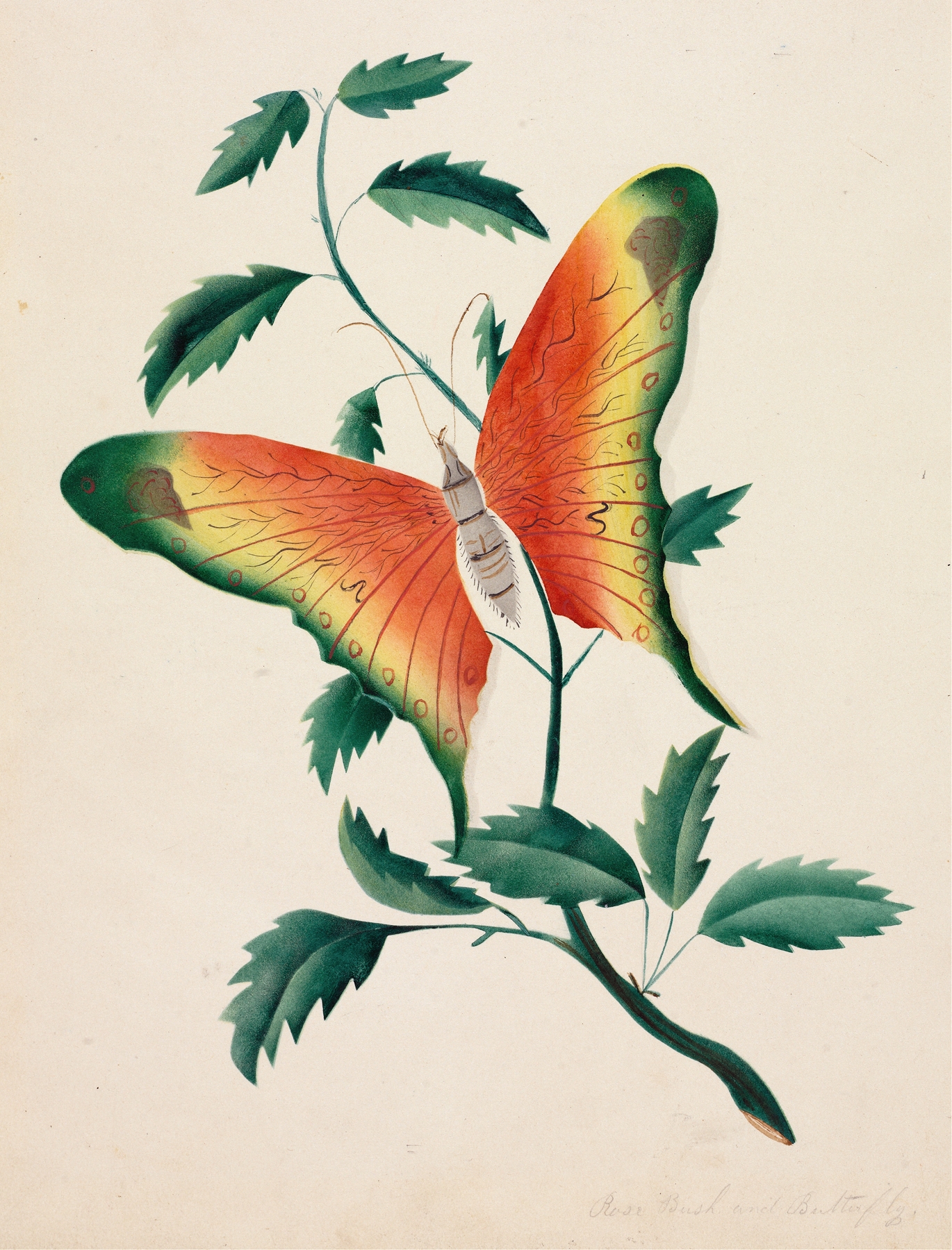 Rose Bush and Butterfly by Mary Altha Nims