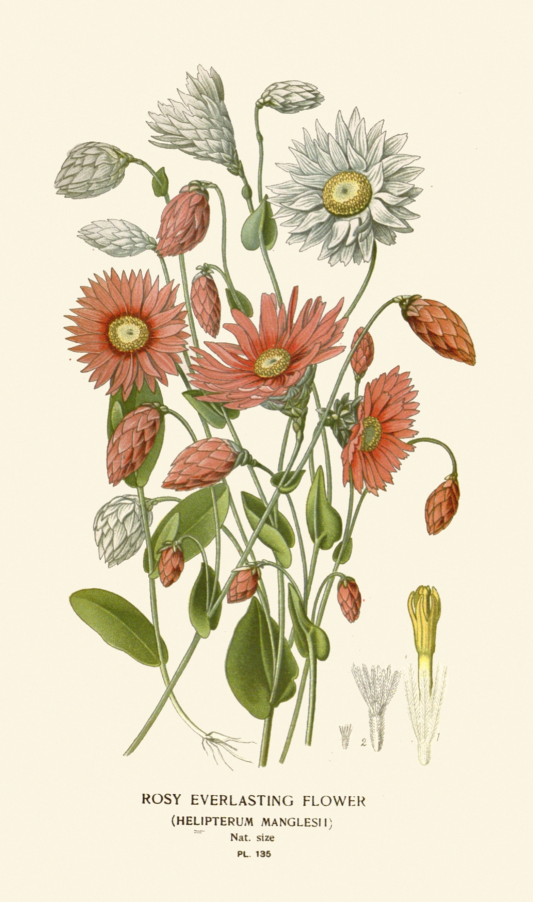 Rosy Everlasting Flower by Edward Step