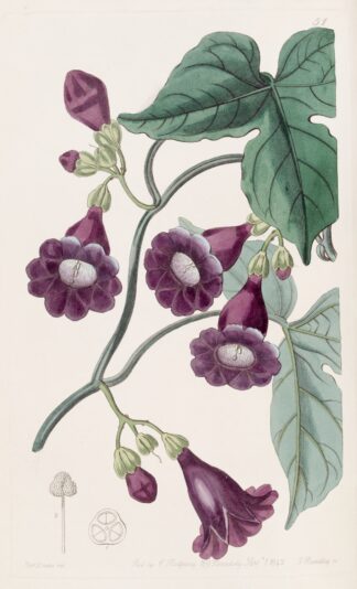 Royal Purple Gaybine by Sydenham Edwards