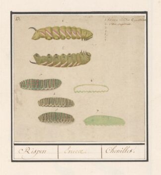 Rupsen Rispen Erucae. Chenilles by Anselmus Boëtius de Boodt