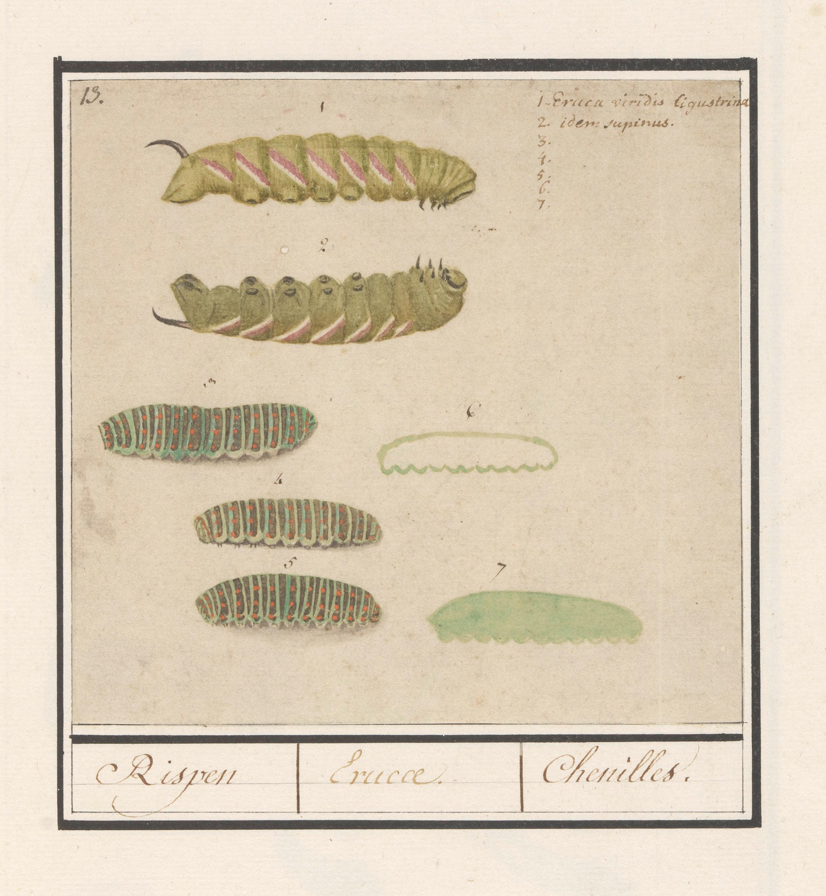 Rupsen Rispen Erucae. Chenilles by Anselmus Boëtius de Boodt