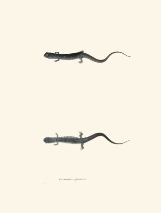 Salamandra glutinosa by John Edwards Holbrook