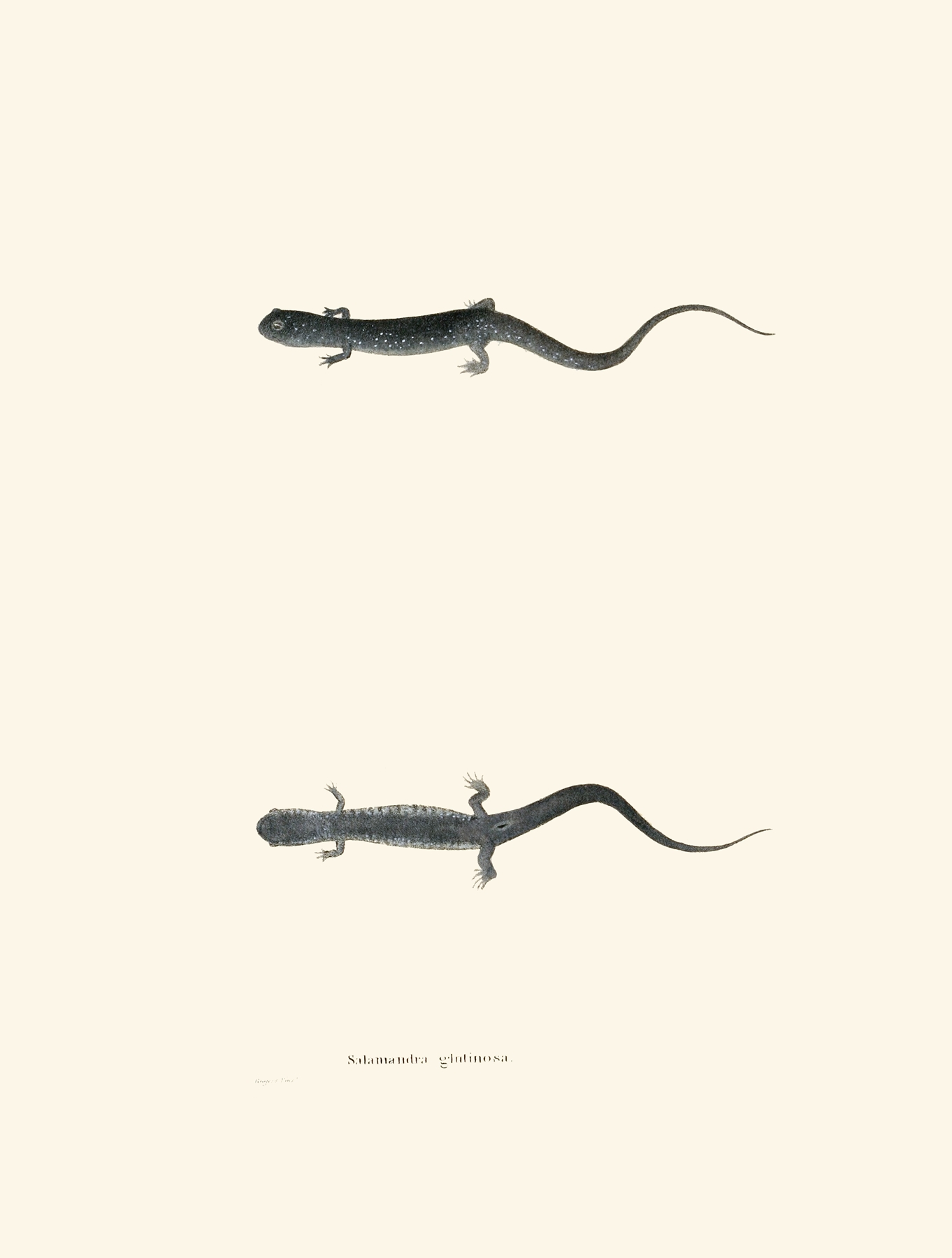 Salamandra glutinosa by John Edwards Holbrook