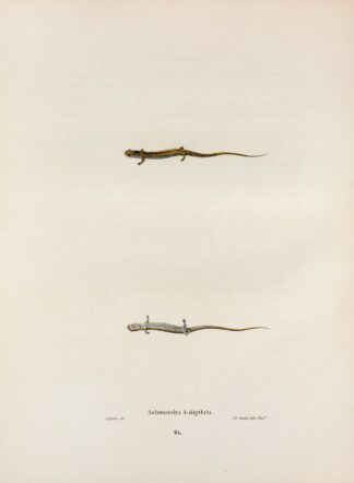 Salamandra quadridigitata by John Edwards Holbrook