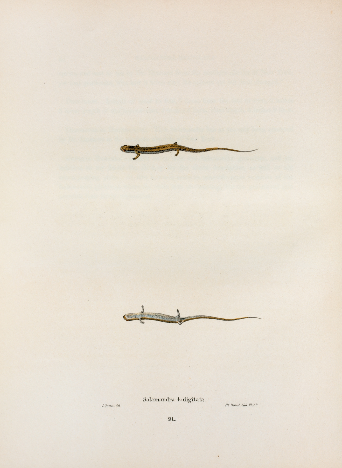 Salamandra quadridigitata by John Edwards Holbrook