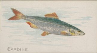 Sardine by Allen & Ginter