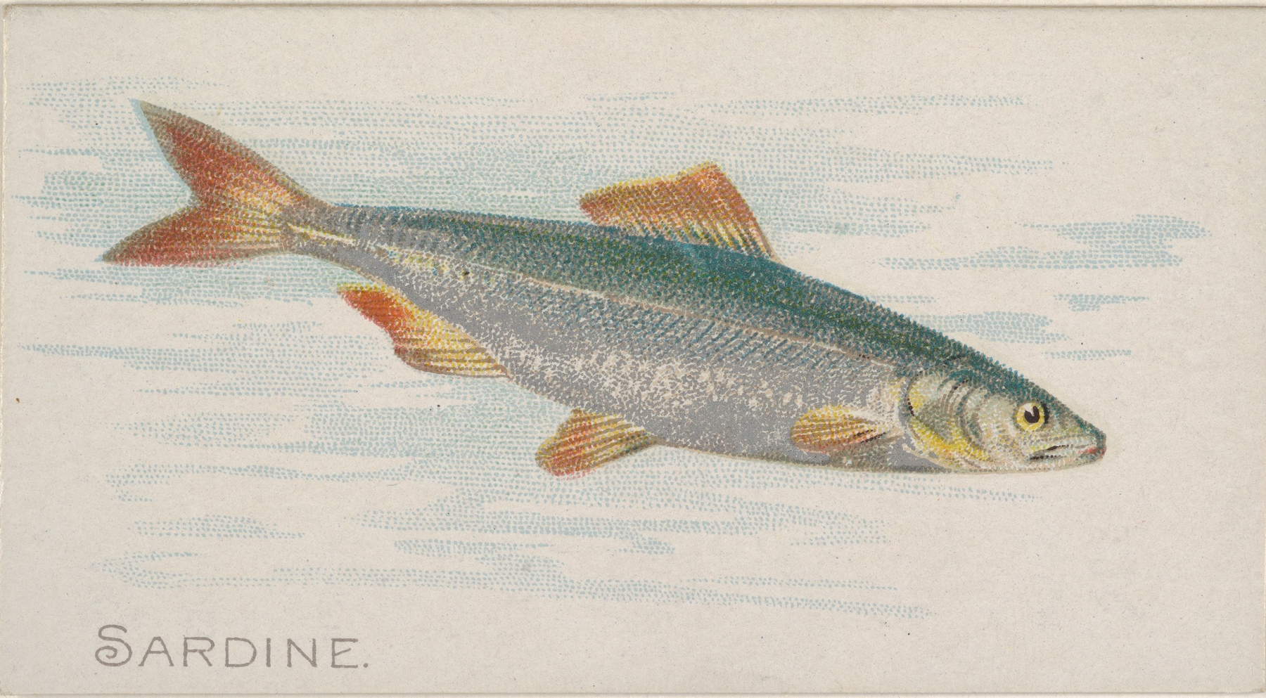 Sardine by Allen & Ginter