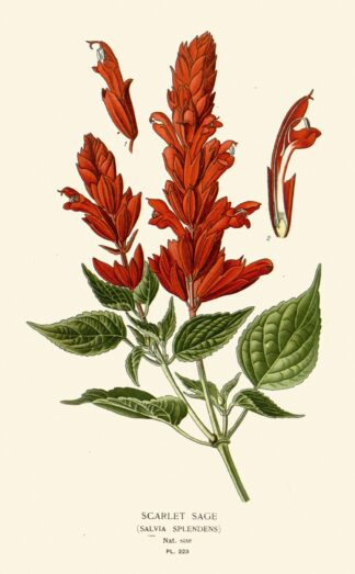 Scarlet Sage by Edward Step