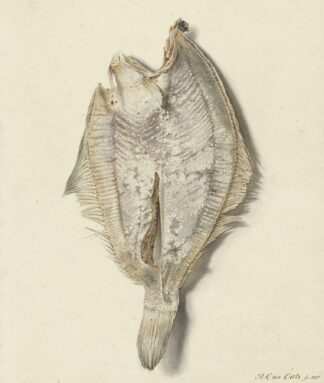Scharretje by Hendrik Gerrit ten Cate