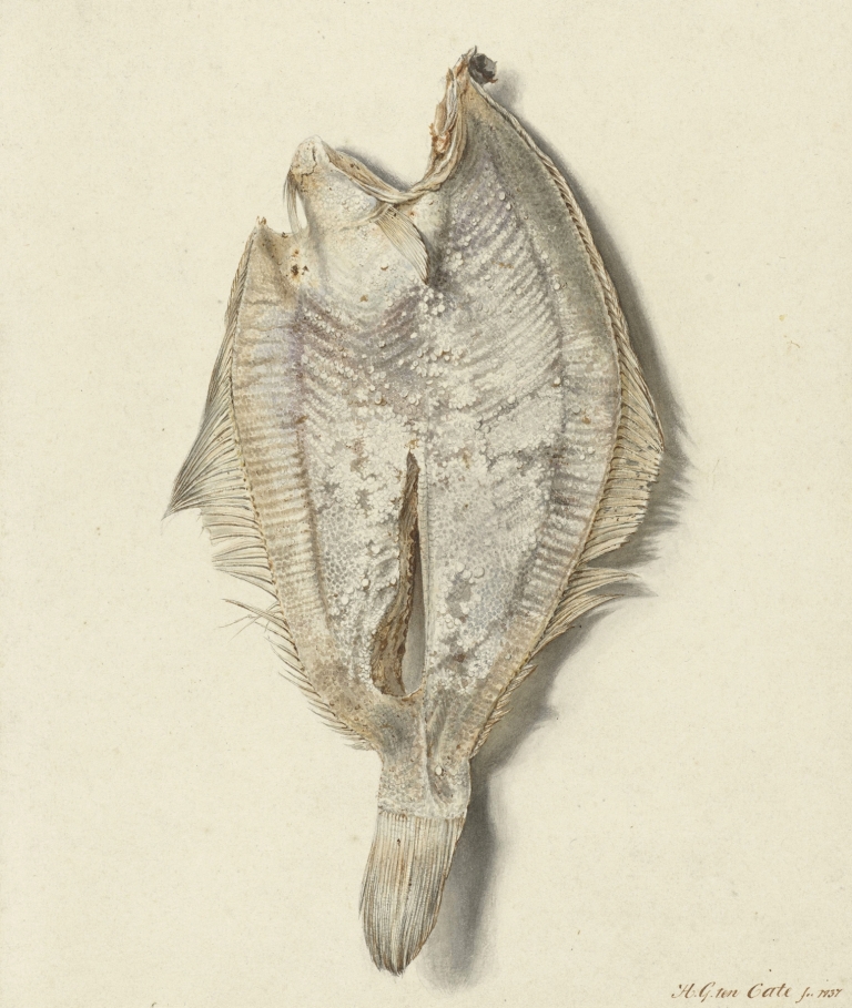 Scharretje by Hendrik Gerrit ten Cate