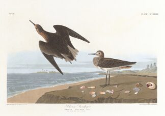 Schinz’s sandpiper by John James Audubon