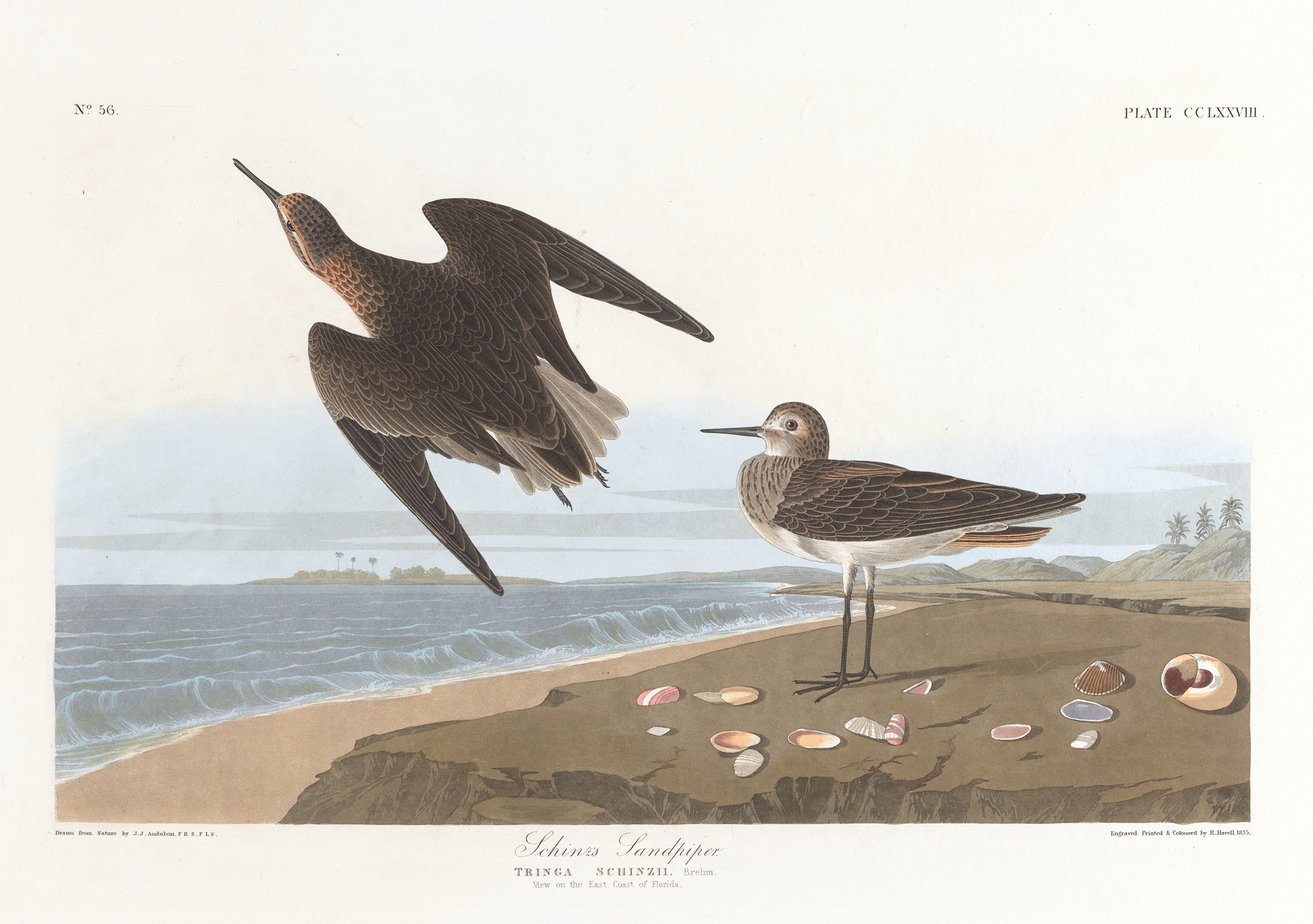 Schinz’s sandpiper by John James Audubon