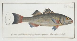 Sciaena diacantha, The two-spined Umber. by Marcus Elieser Bloch