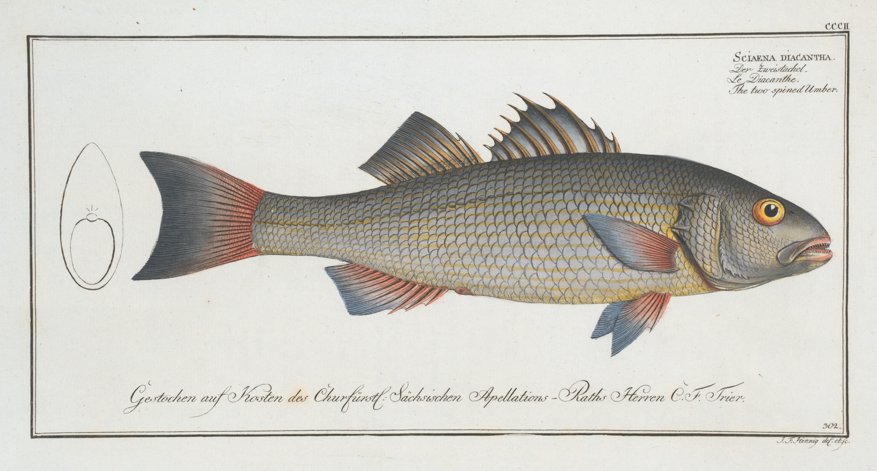 Sciaena diacantha, The two-spined Umber. by Marcus Elieser Bloch