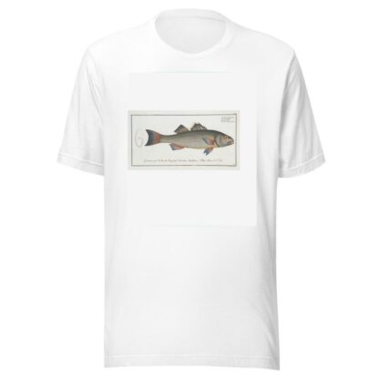 Sciaena diacantha, The two-spined Umber. by Marcus Elieser Bloch T-Shirt