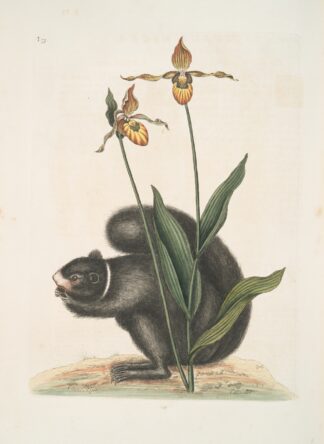 Sciurus Niger, The Black-Squirrel; Calceolus, The Lady’s Slipper. by Mark Catesby