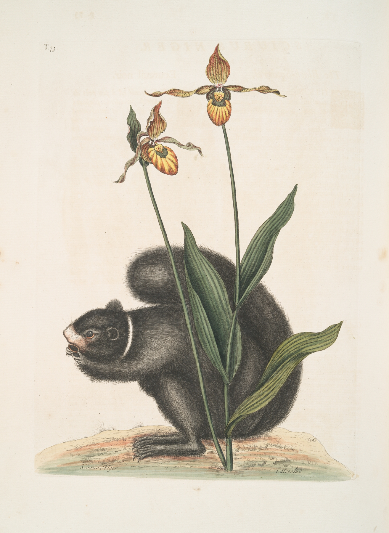 Sciurus Niger, The Black-Squirrel; Calceolus, The Lady’s Slipper. by Mark Catesby