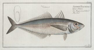 Scomber Trachurus, The Scad. by Marcus Elieser Bloch