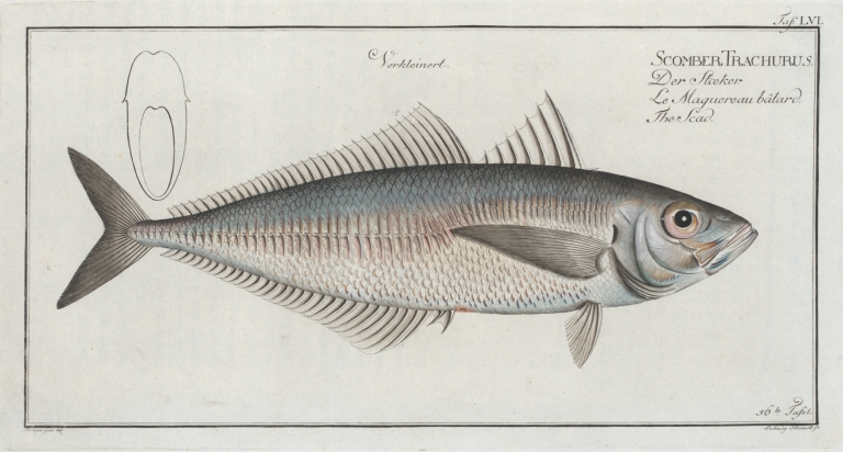 Scomber Trachurus, The Scad. by Marcus Elieser Bloch