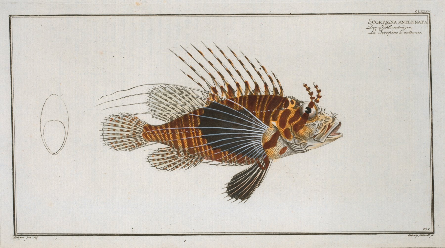 Scorpaena antennata. by Marcus Elieser Bloch