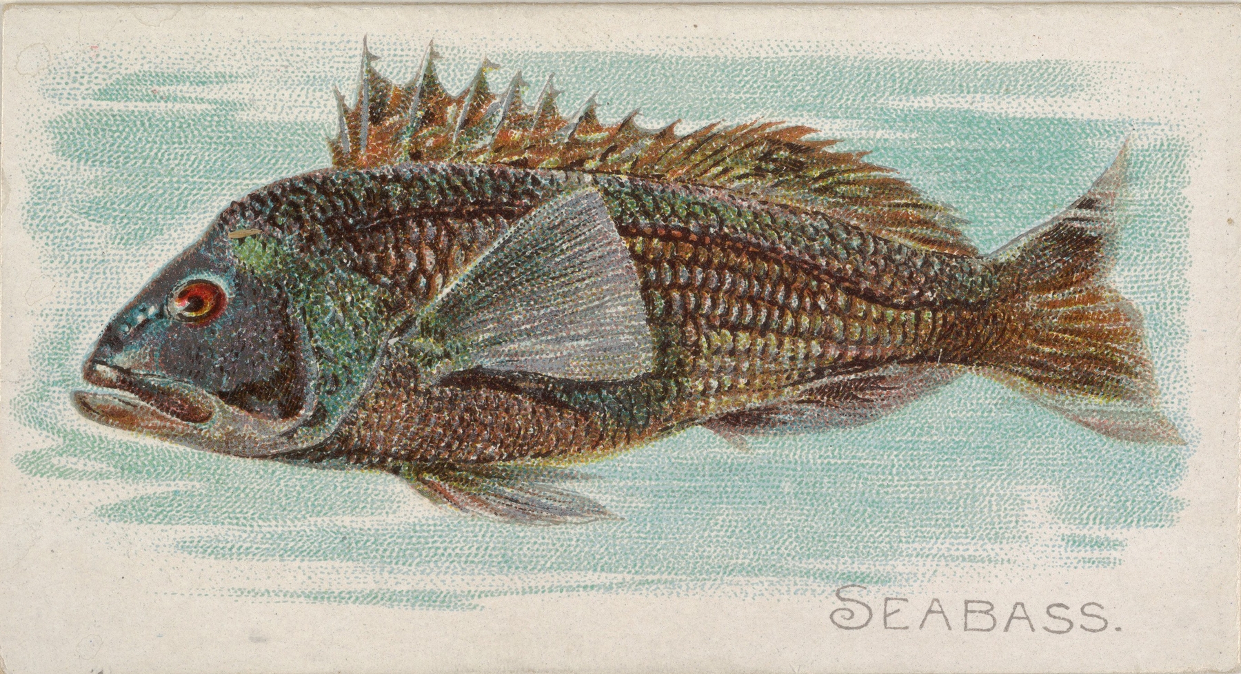 Sea Bass by Allen & Ginter