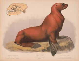Sea lion. Eumetopias stelleri. Male by Louis Prang & Co.