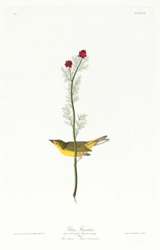 Selby’s flycatcher by John James Audubon