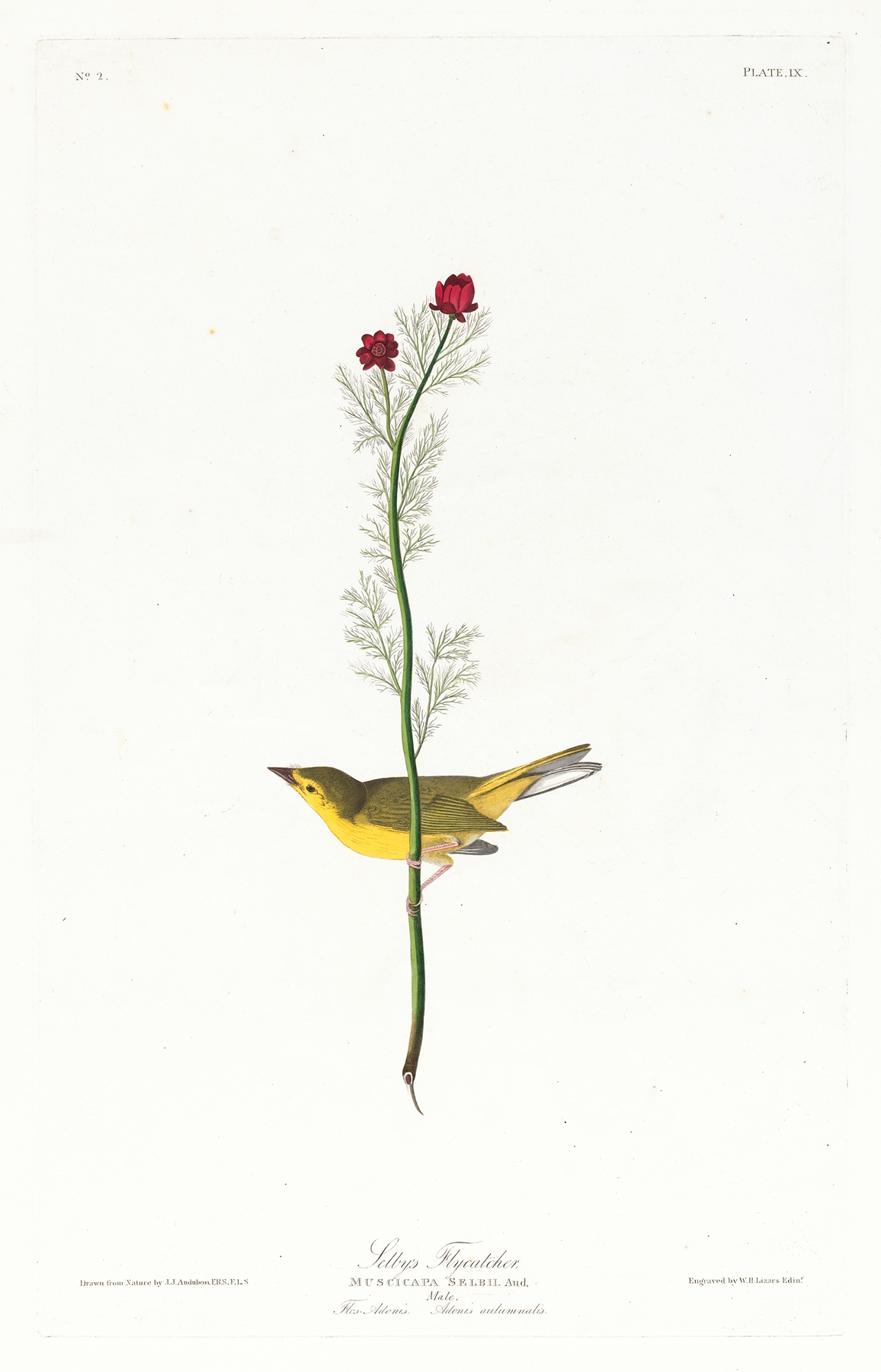 Selby’s flycatcher by John James Audubon