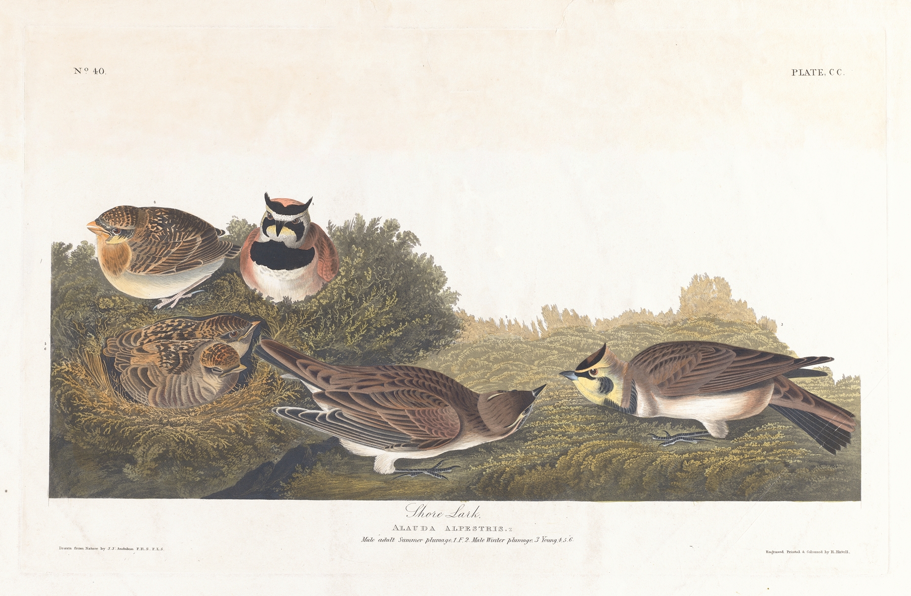 Shore lark by John James Audubon