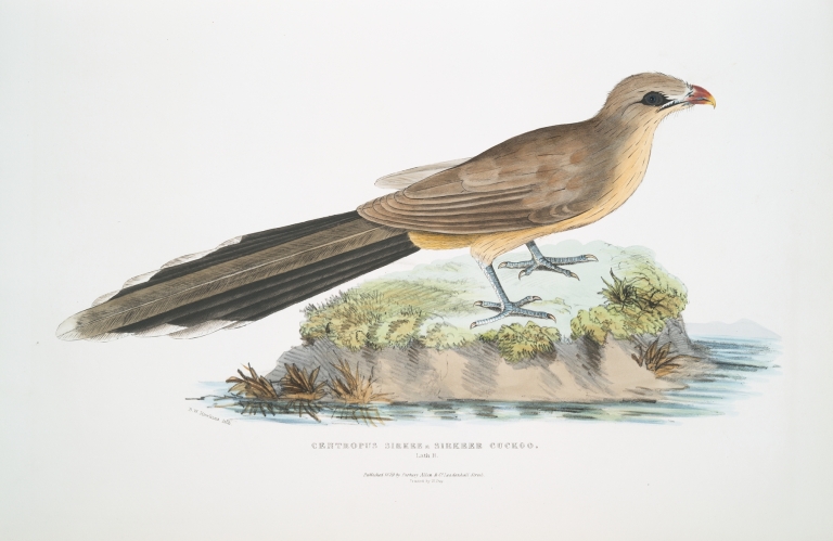 Sirkeer Cuckoo, Centropus Sirkee. by John Edward Gray