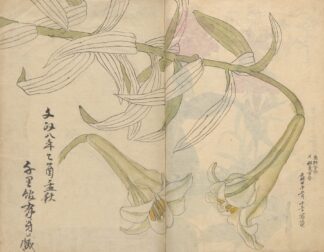Sketchbook Pl.012 by Ariyoshi Kondo