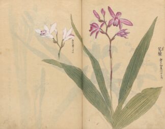 Sketchbook Pl.015 by Ariyoshi Kondo