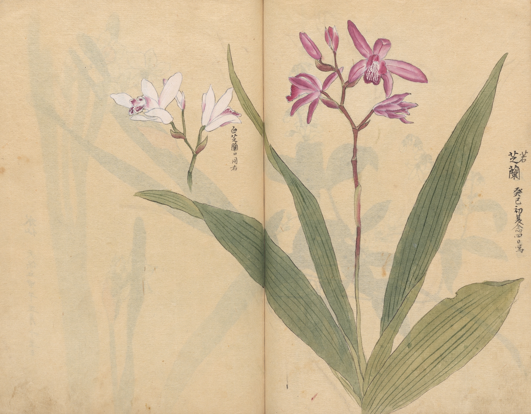 Sketchbook Pl.015 by Ariyoshi Kondo