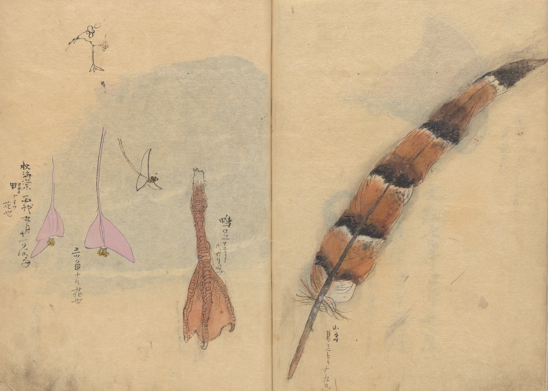 Sketchbook Pl.065 by Ariyoshi Kondo
