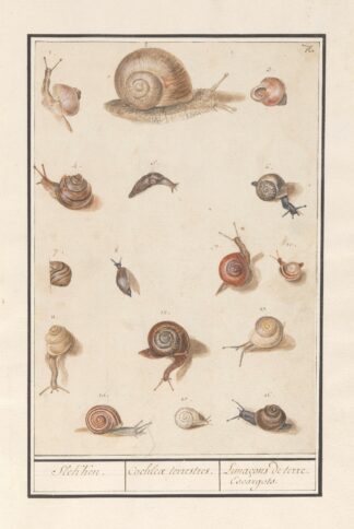 Slakken Slekken. Cochleae terrestres. Lunaçons de terre. Escargots. by Anselmus Boëtius de Boodt
