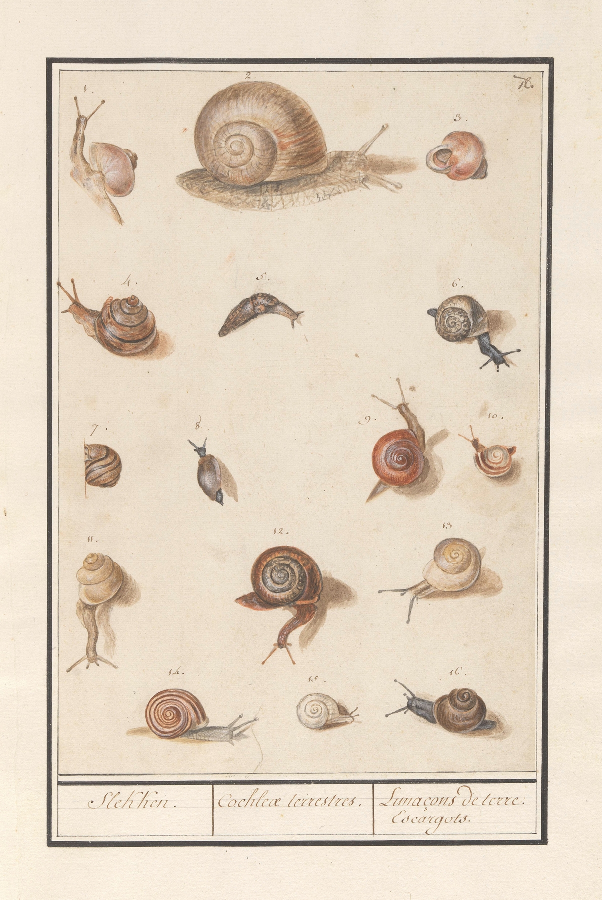 Slakken Slekken. Cochleae terrestres. Lunaçons de terre. Escargots. by Anselmus Boëtius de Boodt