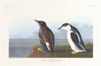 Slender-billed guillemot by John James Audubon