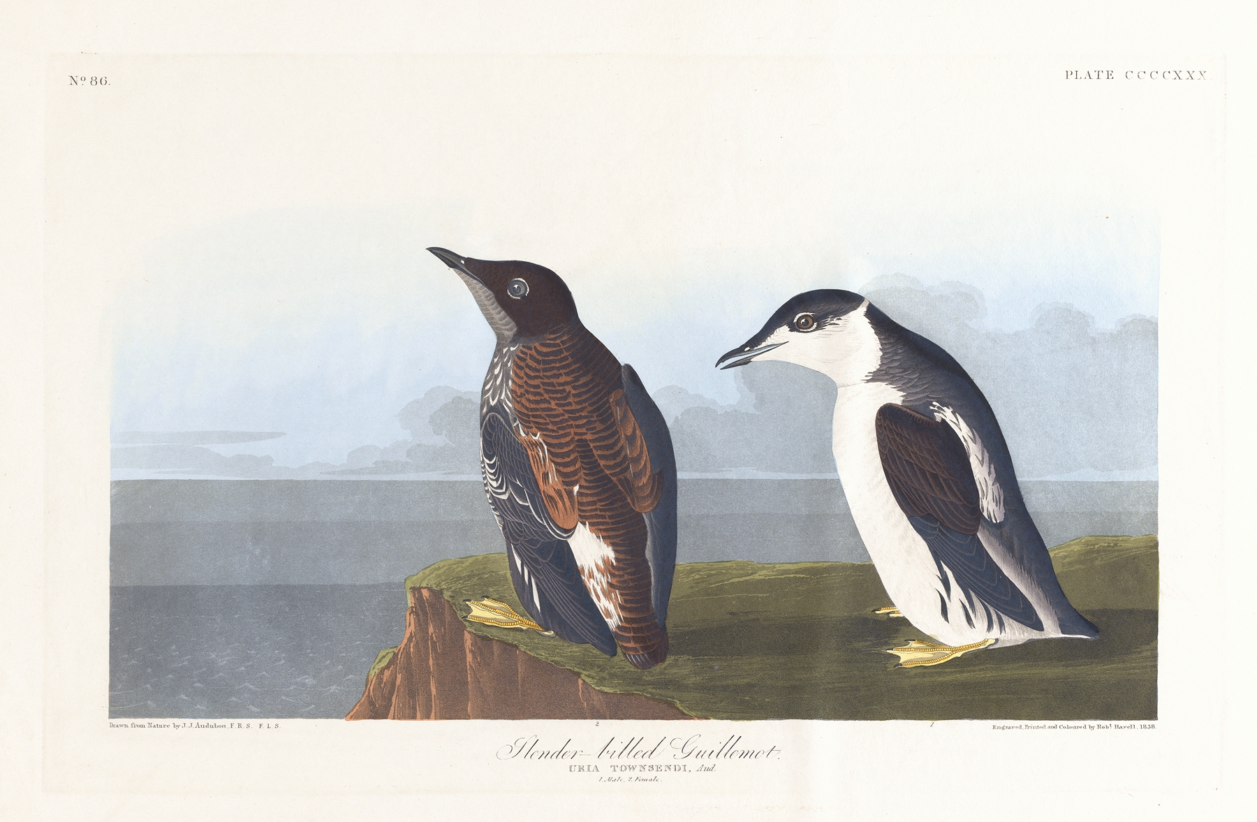 Slender-billed guillemot by John James Audubon