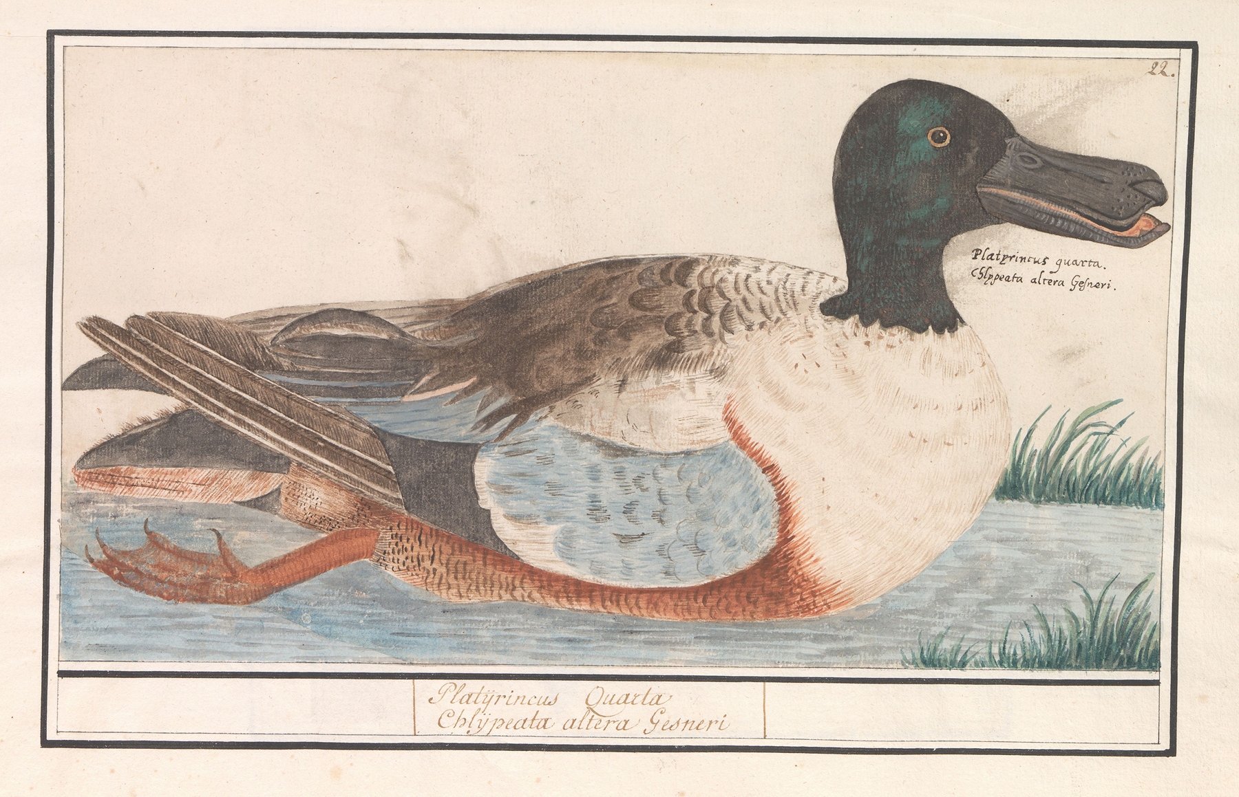 Slobeend by Anselmus Boëtius de Boodt