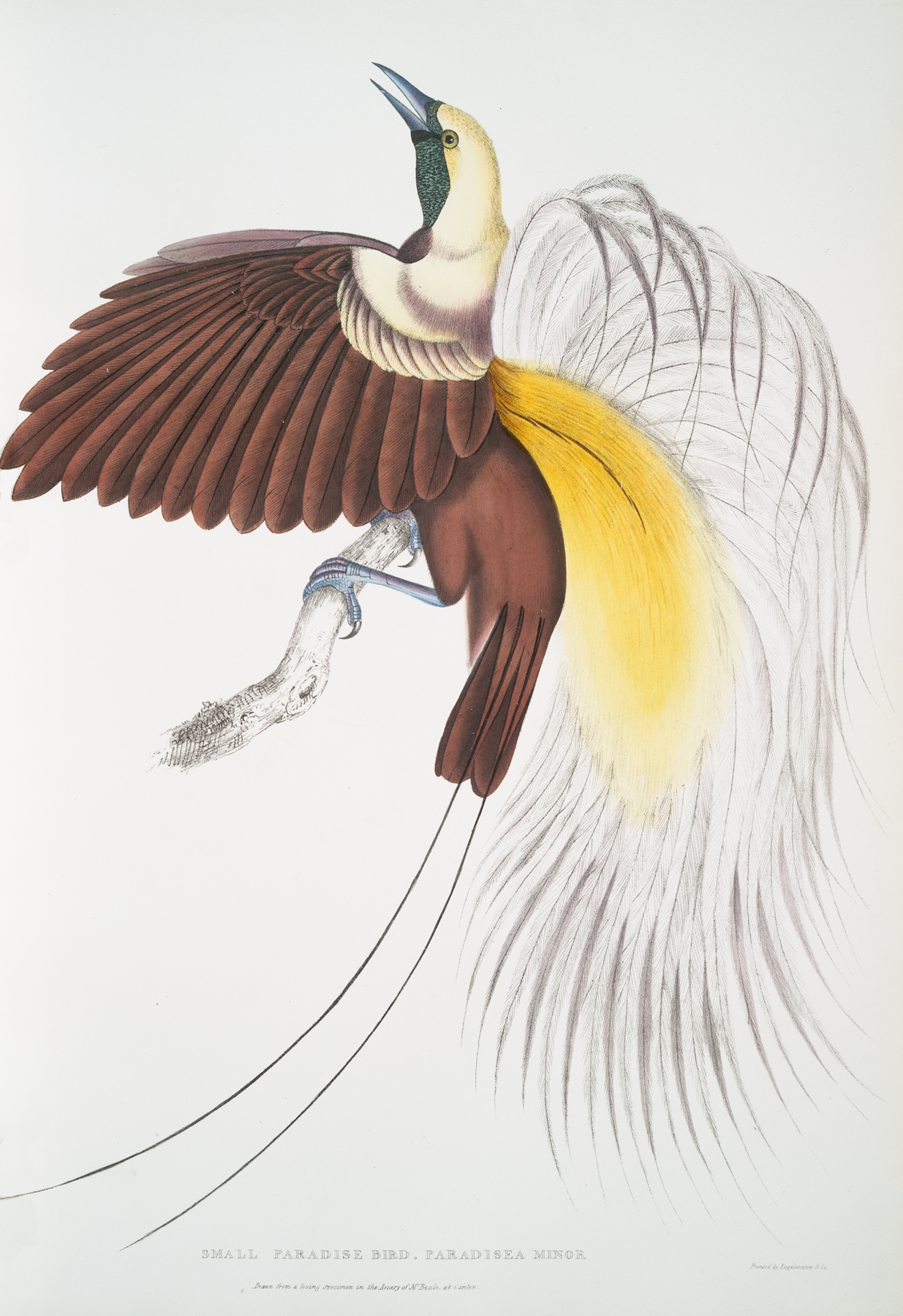 Small Paradise Bird, Paradisea minor. by John Edward Gray