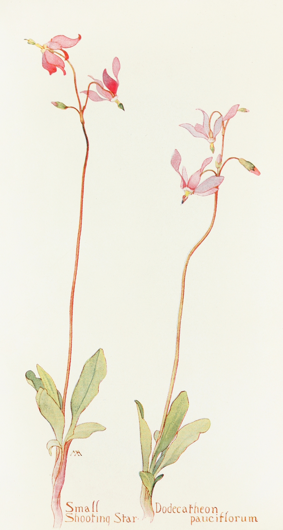 Small Shooting Star by Margaret Armstrong