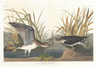 Solitary sandpiper by John James Audubon