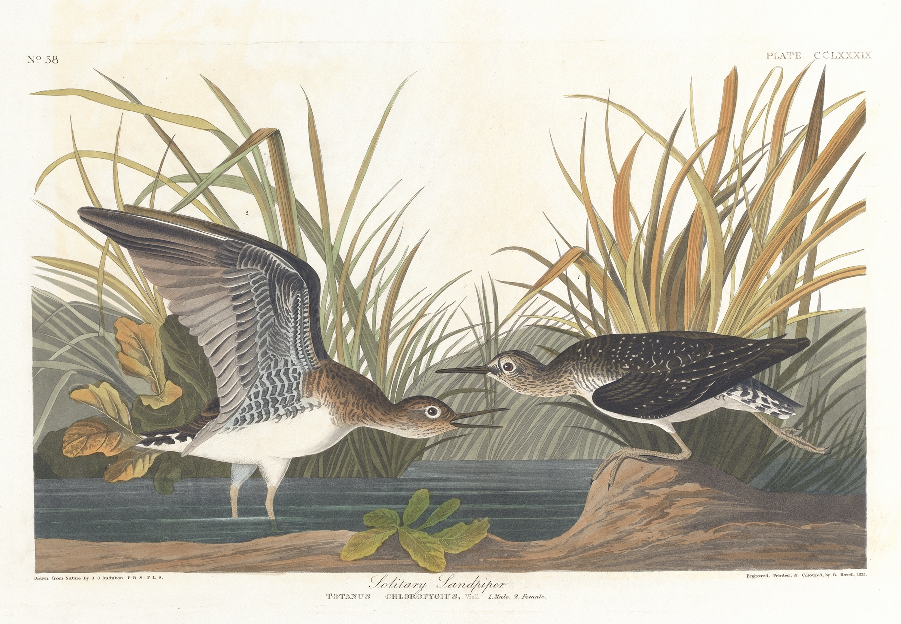 Solitary sandpiper by John James Audubon